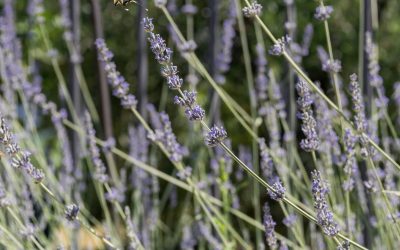 25_DSC_5050_lavender-butterfly